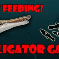 ikan-predator-alligator-gar