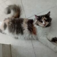 kucing-betina-ras-siap-dihibahkan