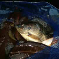 new--freshwater-fish-lounge---part-3