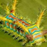 hewan-yang-cantik-tapi-ditakuti-sebagian-orang