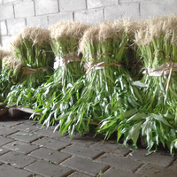 kabar-baik-harga-sayuran-mulai-stabil