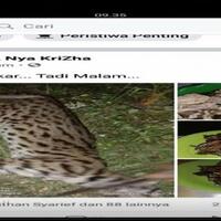 viral-aksi-bantai-dan-santap-kucing-hutan-di-riau-netizen-dibuat-geram