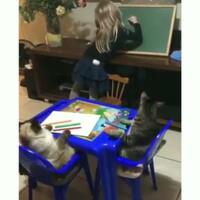 menggemaskan-dua-kucing-ini-nurut-sama-jadi-murid-si-anak-kok-bisa
