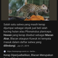 viral-aksi-bantai-dan-santap-kucing-hutan-di-riau-netizen-dibuat-geram