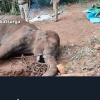 memilukan-gajah-ini-mati-usai-makan-buah-nanas-yang-diberi-bahan-peledak-oleh-warga