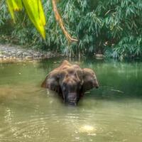 teganya-manusia-ini-beri-makan-gajah-hamil-berisi-petasan