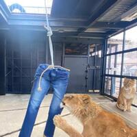 jual-merchendise-unik-demi-dapat-pemasukan-sapporo-zoo-jual-jeans-robekan-singa