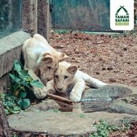 taman-safari-indonesia-menerima-bantuan-pakan-satwa-dari-hero-group