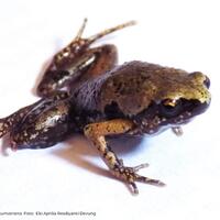 lipi-temukan-katak-jenis-baru-di-indonesia-ini-penampakannya