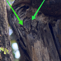 99-warganet-bingung-menebak-posisi-burung-hantu-ini-apakah-kamu-termasuk