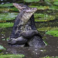 heboh-sepasang-biawak-berpelukan-mesra-di-pinggir-jalan-ramai-benarkah-korban-ldr