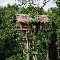 mengenal-suku-korowai-di-papua-nikmatnya-tidur-di-rumah-pohon-50-meter