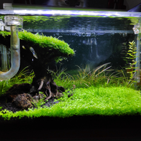 aquascape-for-everyone-learning-and-sharing---part-4