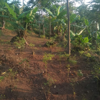 dicari-investor-dibidang-perkebunan