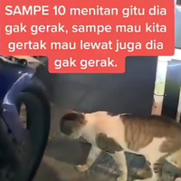misterius-viral-video-kucing-ngelag-mematung-di-tengah-jalan-apakah-melihat-hantu