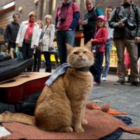 rip-bob-trending-di-twitter-ini-kisah-kucing-oren-yang-menginspirasi