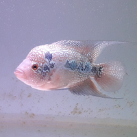 new-all-about-louhan