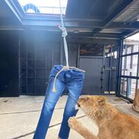 dijual-9juta-celana-jeans-sobek--jepang--ini-dibuat-dari-gigitan-singa