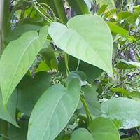 segudang-manfaat-dari-daun-sembukan-yang-dijuluki-sebagai-daun-kentut