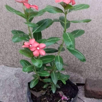 beberapa-jenis-tanaman-hias-yang-dapat-mempercantik-ruangan