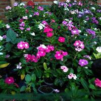 beberapa-jenis-tanaman-hias-yang-dapat-mempercantik-ruangan