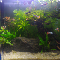 aquascape-for-everyone-learning-and-sharing---part-4