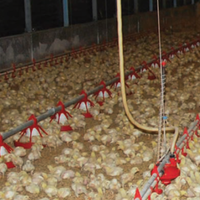 coc-bisnis-dampak-pandemi-terhadap-peternak-ayam-pedaging