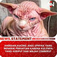 kucing-tanpa-bulu-aneh-sih-tapi-unik-kepoin-dah-yuks
