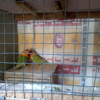 liku-liku-burung-cinta