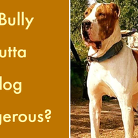 get-brief-info-of-rare-bully-kutta-dog-breed