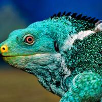 ngerawat-reptil-awalnya-emang-susah-biar-gampang-sini-ane-jabarin-tips--triknya