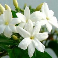 sebelum-anak-dan-suami-lihat-doraemon-di-rumah