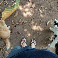 semangat-berjuang-untuk-lexy-kucing-kesayangan-dan-keempat-anaknya