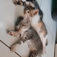 semangat-berjuang-untuk-lexy-kucing-kesayangan-dan-keempat-anaknya