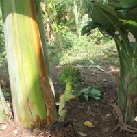 di-indonesia-sering-dibuang-batang-pisang-justru-dijual-mahal-di-amerika