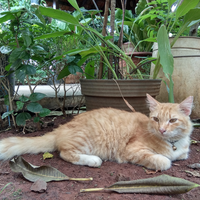 semangat-berjuang-untuk-lexy-kucing-kesayangan-dan-keempat-anaknya