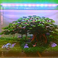 aquascape-for-everyone-learning-and-sharing---part-4
