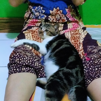 tips-merawat-kucing-baru-datang-pengalaman-pribadi