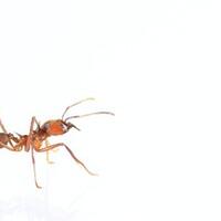 ratusan-semut-api-bersarang-di-dermaga-tokyo