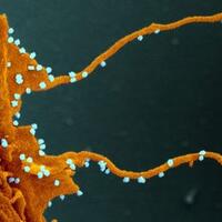 tumbuh-tentakel-mutasi-virus-corona-diklaim-kian-mengerikan