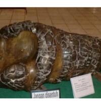 cocriaukeris-batu-dan-riau-yang-sudah-menjadi-kualitas-sejarahnya