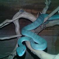 ngerawat-reptil-awalnya-emang-susah-biar-gampang-sini-ane-jabarin-tips--triknya