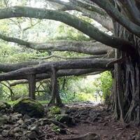 kumpulan-cerpen-horor-suara-dari-makam-tua