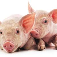 flu-babi-galur-baru-ditemukan-kemenkes-keluarkan-peringatan