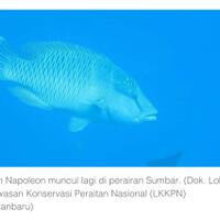 hilang-sejak-1994-ikan-napoleon-muncul-lagi-di-perairan-sumbar