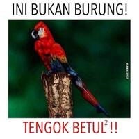 bukan-gambar-burung-yang-teliti-lihatnya