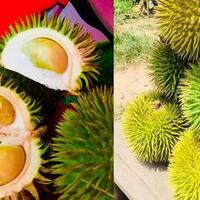 coc-reg-kepulauan-riau-berburu-durian-daun-di-kepulauan-riau-siapa-takut