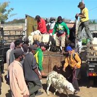 waspada--bukan-covid-19-penyakit-menular-pada-hewan-ditemukan-di-situbondo