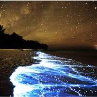 menikmati-keindahan-sea-of-stars-salah-satu-pantai-menakjubkan-di-maldives