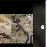 cek-fakta-foto-viral-ular-telan-senjata-ak-47